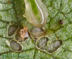 Sawfly larval moult on Birch leaf, 2 July 2013