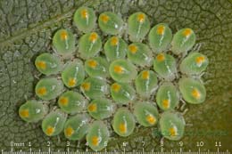 Newly hatched bug nymphs on birch leaf, 2 July 2013