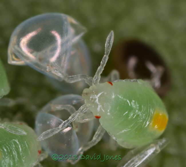 Young bug nymphs on Birch leaf - 2, 2 July 2013