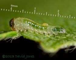 Sawfly larva on birch leaf - side view, 2 July 2013