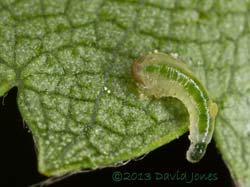 Sawfly larva feeding under Birch leaf, 2.09pm 2 July 2013