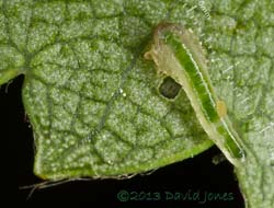 Sawfly larva on Birch leaf, showing area just eaten, 2.29pm  2 July 2013