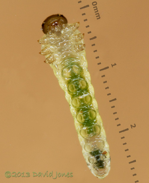 Sawfly Larva (from Birch leaf) - ventral (underside) view, 3 July 2013