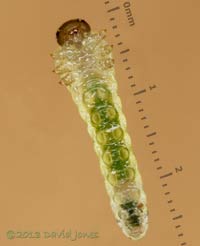 Sawfly Larva (from Birch leaf) - ventral (underside) view, 3 July 2013