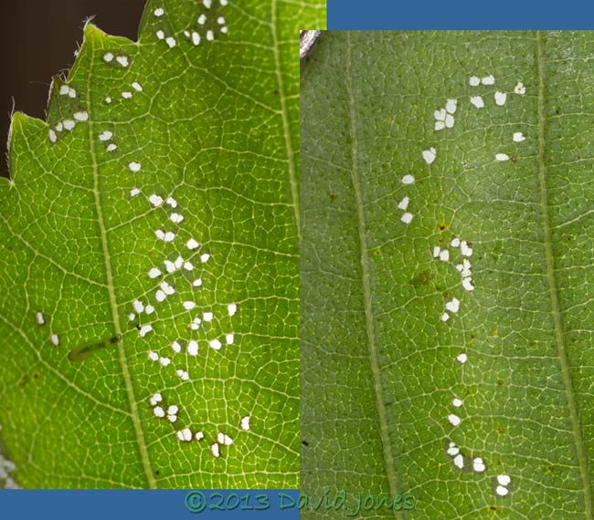 patterns of ares eaten by Swafly larva under Birch leaf, 3 July 2013