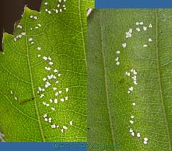 patterns of ares eaten by Swafly larva under Birch leaf, 3 July 2013