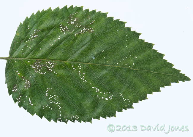 Birch leaf after 24hr of feeding by 2 sawfly larvae, 4 July 2013