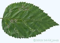 Birch leaf after 24hr of feeding by 2 sawfly larvae, 4 July 2013