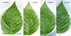  sawfly larvae feeding sequence, 4 July 2013