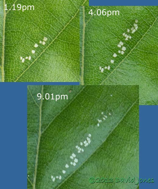  sawfly larvae feeding sequence - 2, 4 July 2013