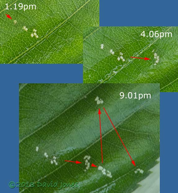  sawfly larvae feeding sequence - 3, 4 July 2013