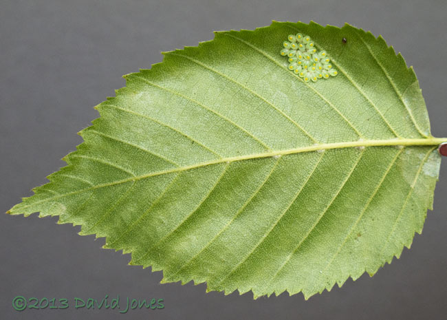 NThree day old bug nymphs under Birch leaf, 5 July 2013