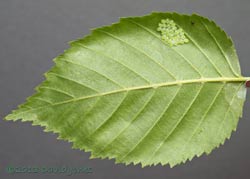 3 day old bug nymphs under Birch leaf, 5 July 2013