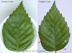 Birch leaf showing overnight feeding by two sawfly larvae, 5 July 2013