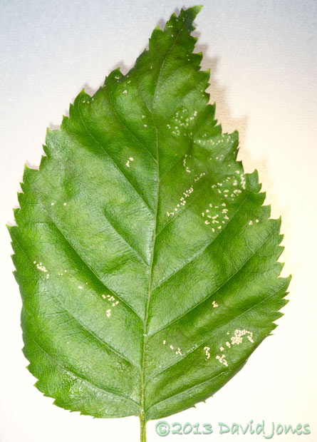 Birch leaf showing additional areas eaten by sawfly larvae today, 5 July 2013