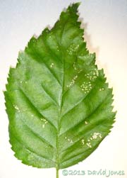 Birch leaf showing additional areas eaten by sawfly larvae today, 5 July 2013