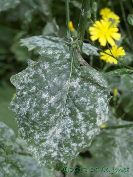 Mildew (?) on Nipplewort leaves, 5 July 2013