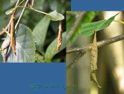 Egg nurseries of the Birch Leaf Roller (Deporaus betulae), 5 July 2013