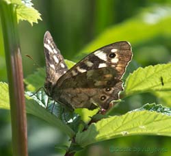 Speckled Wood butterfly in morning sunshine, 5 July 2013