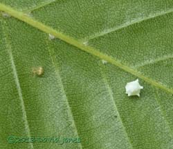 Spider with egg case under Birch leaf, 5 July 2013