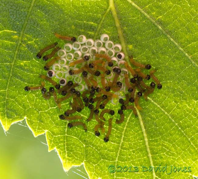 Newly hatched caterpillars under Birch leaf, 8am 7 July 2013