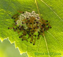 Newly hatched caterpillars under Birch leaf, 8am 7 July 2013