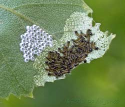 Newly hatched caterpillars under Birch leaf - after first feed, 6.45pm 7 July 2013