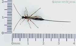 Ichneumon fly rescued from our hallway, 7 July 2013