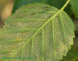 Another Birch leaf badly affected by similar but larger sawfly larvae, 7 July 2013