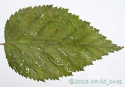 Birch leaf after 2 small sawfly larvae had fed for 48 hours, 6 July 2013
