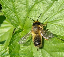 A Leaf-cutter Bee enjoys the morning sunshine, 7 July 2013