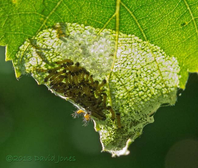 Caterpillars rest after overnight feeding, 8 July 2013