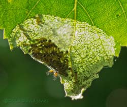 Caterpillars rest after overnight feeding, 8 July 2013