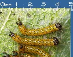 Caterpillars on Birch leaf - close-up, 8 July 2013