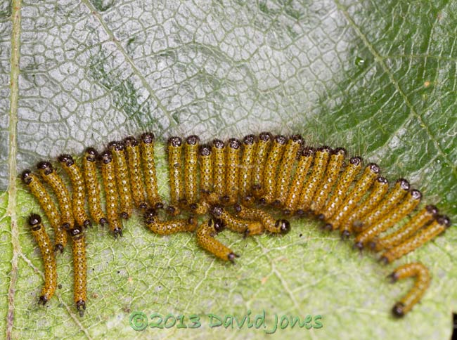 Caterpillars feed on Birch leaft upper surface, 8 July 2013