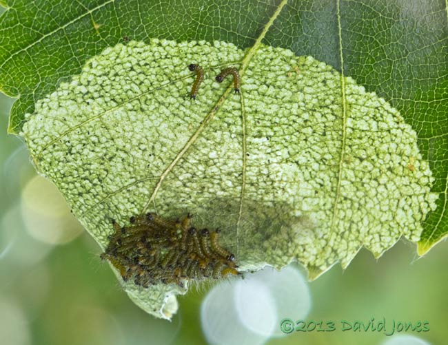 Feeding caterpillars return to 'huddle' on upper surface when disturbed, 8 July 2013