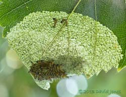 Feeding caterpillars return to 'huddle' on upper surface when disturbed, 8 July 2013