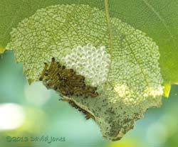 Caterpillars rest under leaf, 8 July 2013
