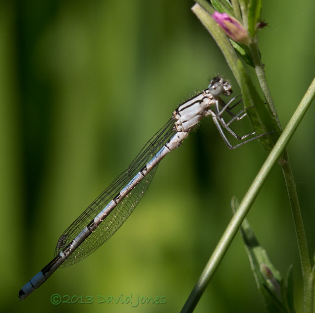Damselfly by pond, 8 July 2013