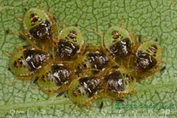 Green Shieldbug nymphs after first moult, 8 July 2013
