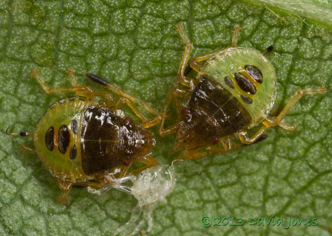 Green Shieldbug nymphs after first moult - close-up, 8 July 2013