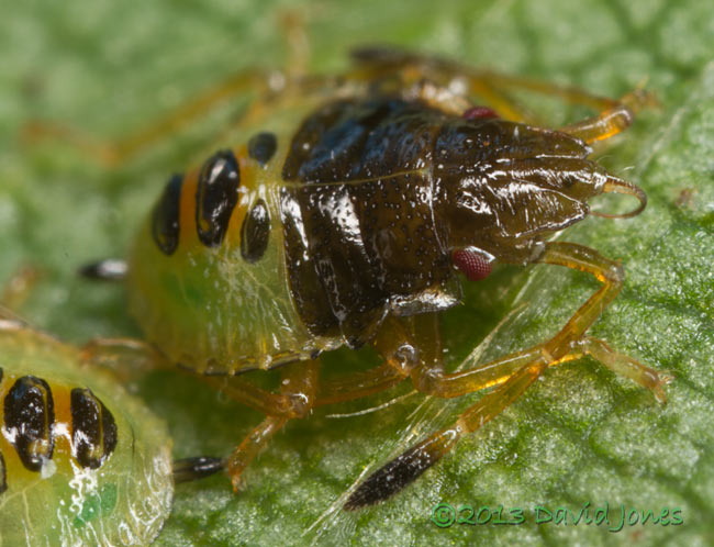 Green Shieldbug nymph after first moult - head and rostrum, 8 July 2013