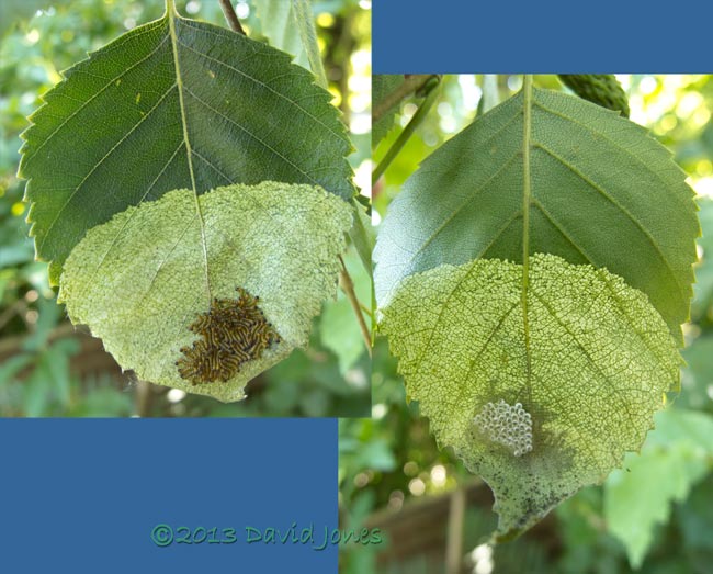 Half eaeten birch leaf with caterpillar army resting on upper surface, 9 July 2013