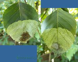 Half eaeten birch leaf with caterpillar army resting on upper surface, 9 July 2013