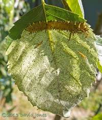 Caterpillars feeding on Birch leaf upper surface, 10.15am 10 July 2013