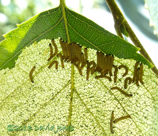 Caterpillars leave feeding area when disturbed, 10 July 2013