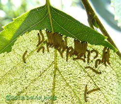Caterpillars leave feeding area when disturbed, 10 July 2013