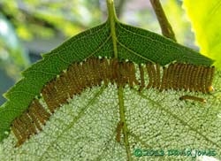 Caterpillars feed once more on Birch leaf upper surface, 11.15am 10 July 2013