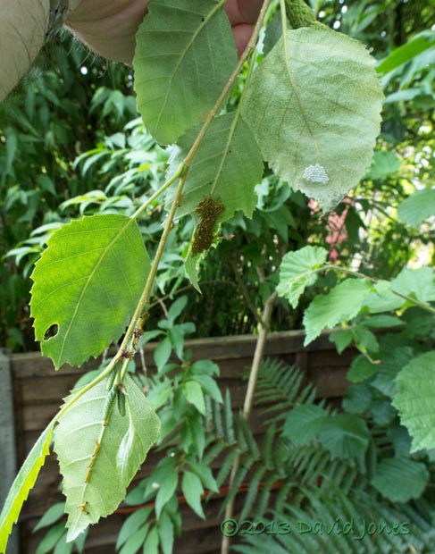 Caterpillars move on to other leaves, 10 July 2013