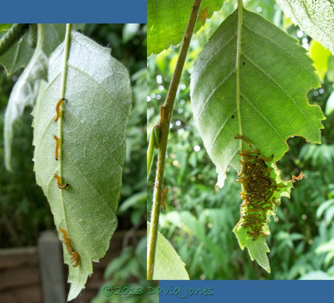 Caterpillars move on to other leaves - close-up, 10 July 2013